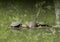 Pond Slider, Texas River and Red-eared pond slider on a log