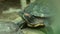 Pond slider turtle from south United States and northern Mexico, exotic pets