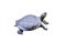 Pond slider turtle or trachemys scripta crawling isolated on white background , clipping path