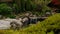 Pond with small waterfall in japan garden with red autumnal leaves of japan maple tree, focus on background