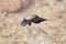 A pond snail floating on the surface of the water