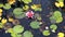 Pond surface with blooming water Lily and floating red decorative fish