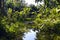 Pond surrounded by palm trees