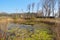 Pond surrounded by trees, stork nest poles wildlife observation cabin at the lake, Het Zwin nature reserve, Belgium