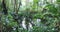 Pond surrounded with Tropical plants at Harry P Leu gardens in Orlando, Florida