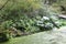 A pond surrounded by a wooded area lined with a felled tree, trees, ferns and shrubs