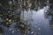 Pond swamp bog water surface covered by yellow dry autumn leaves, green ooze and reflection of trees and branches.