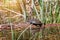 Pond terrapin, Emys orbicularis, adult freshwater turtle, rest on a fallen tree log in morning sunshine, warming itself in hot sun