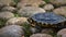Pond terrapin turtle crawling across the smooth rocky shore