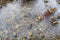 Pond Topped with Ice in Circular Lines in Yosemite