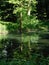 Pond and trees, Dendrological Garden in PoznaÅ„, Poland