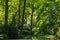 Pond, trees and green grass in a public park.