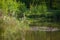 Pond, trees and green grass in a public park.