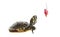 Pond turtle and a fishing hook with meat