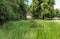 Pond with water flora and surrounded with trees