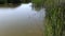 Pond Water And Green Reeds With Ripples