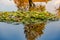 Pond with water lilies, a tree that are reflected on the surface of the water