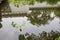 Pond water reflections at Canglang Pavilion, Suzhou, Jiangsu, China.