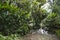 Pond with water well in Konoko Gardens, Jamaica