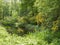 Pond in a wood surrounded by green vegetation and yellow flowers