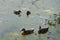 A pond in a wooded area. Wild ducks in search of food. A pond in the forest. Shrub
