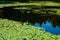 Pond with yellow waterlily flowers, green leaf, duckweed in a summer day