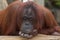 A Pondering Orangutan