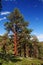 Ponderosa Pine