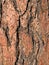 Ponderosa Pine Bark