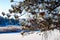 Ponderosa Pine Cones Snow Covered