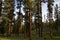 Ponderosa Pine forest