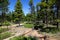 Ponderosa Pine Forest in Bryce Canyon National Park