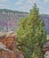 A Ponderosa Pine Tree growing in a ravine on the edge of the Flaming Gorge National Recreation Area in Utah.