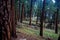 Ponderosa Pine Trees in Wyoming