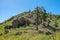 Ponderosa Pine Woodland in Delemar Mountains