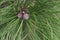 Ponderosa pine young cones