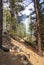 Ponderosa pines along forest trail