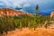 Ponderosa Pines Bryce Canyon National