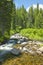 Ponderosa Pines with creek in Payette National Forest near McCall Idaho