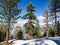 Ponderosa pines, snow and half dome in Yosemite including one dead pine