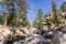 Ponderosa pines on the trail to San Jacinto Mountain peak, California