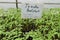 Ponderosa Pink Heirloom Beefsteak tomato seedlings