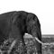 Ponderous Pachyderm