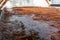 Ponding water on flat roof covered with tree debris after heavy rain