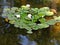 Ponds.Zaryadye Park. Moscow.