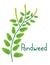 Pondweed plant illustration