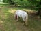 Poney at a farm near Bucharest, Romania