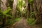 Ponga forest at Ohakune Old coach road walk