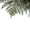 Ponga or Silver tree-fern leaves isolated