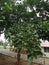 Pongamia pinnata is a multipurpose tree, it is a bio dieisel plant